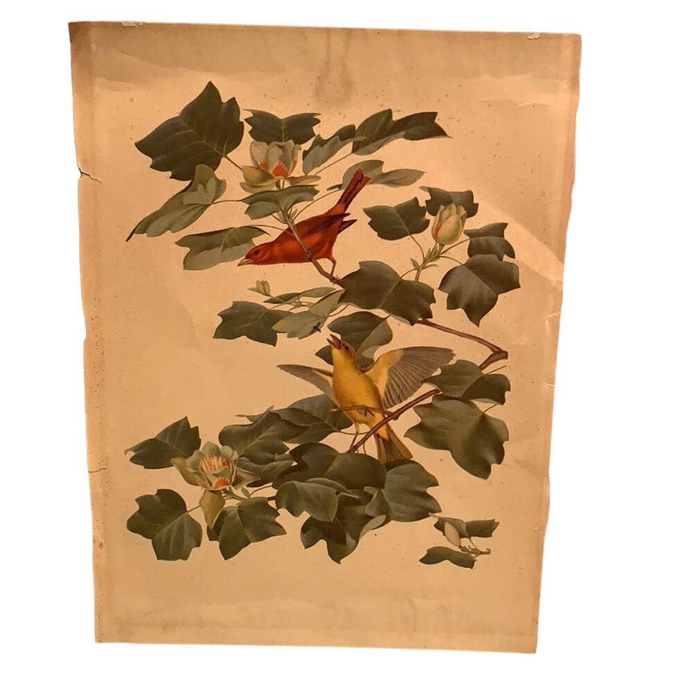 Vintage Summer Central South American Tanager Bird Pair foliage rustic art print